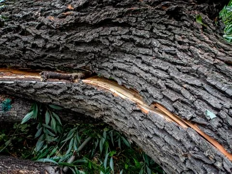 Split in half trunk of a broken tree during a strong wind in the city Stock Photos