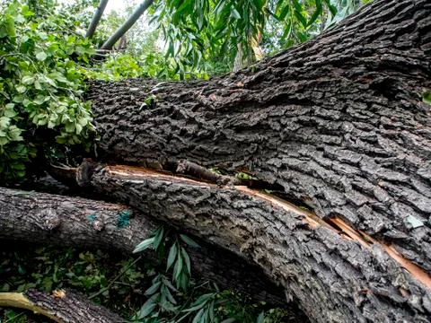 Split in half trunk of a broken tree during a strong wind in the city Stock Photos