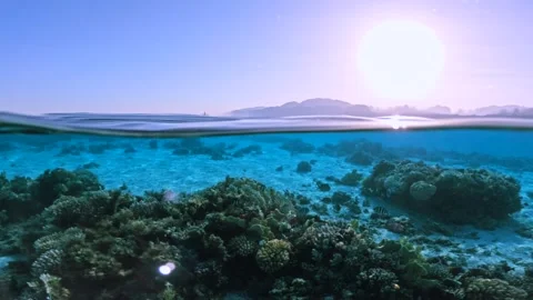 Split half underwater view Of Coral Reef And Calm Sea Surface With sunset Vidéo 325950415