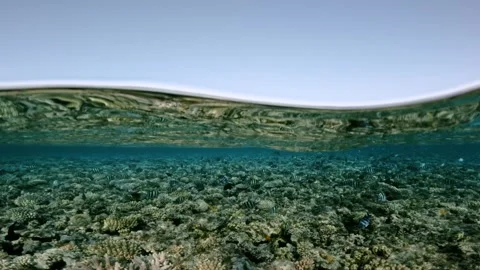 Split Half Underwater View Of Coral Reef And School Of Sergeant Major Fish In Video stock 340446110