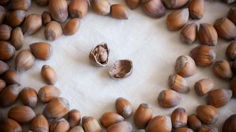 Split hazelnut in the middle between whole nuts Foto stock