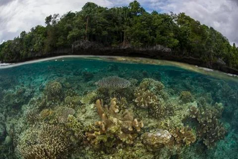 Split image of shallow hard coral reef in front of island with virgin forest. Stock Photos