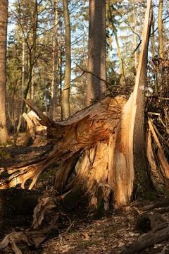 Split large tree trunk in the forest after heavy storm. Day time, sunlight, c 스톡 사진