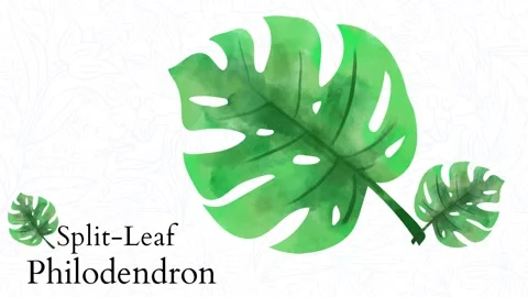 Split leaf philodendron. house plant leaf in bright white Background. Go Gree Stock Footage 156494967