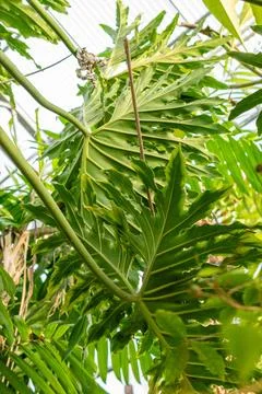 Split leaf philodendron or Philodendron Bipinnatifidum plant in Saint Galle.. Foto stock