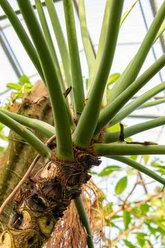 Split leaf philodendron or Philodendron Bipinnatifidum plant in Saint Galle.. Foto stock