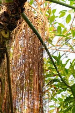 Split leaf philodendron or Philodendron Bipinnatifidum plant in Saint Galle.. Foto stock