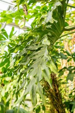 Split leaf philodendron or Philodendron Bipinnatifidum plant in Saint Galle.. Stock Photos