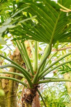 Split leaf philodendron or Philodendron Bipinnatifidum plant in Saint Galle.. Foto stock