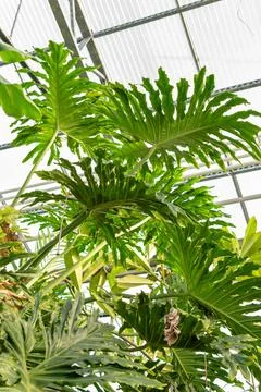 Split leaf philodendron or Philodendron Bipinnatifidum plant in Saint Galle.. Stock Photos