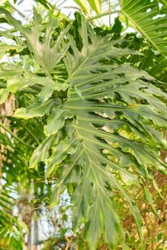 Split leaf philodendron or Philodendron Bipinnatifidum plant in Saint Galle.. Stock Photos