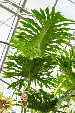 Split leaf philodendron or Philodendron Bipinnatifidum plant in Saint Galle.. Foto stock