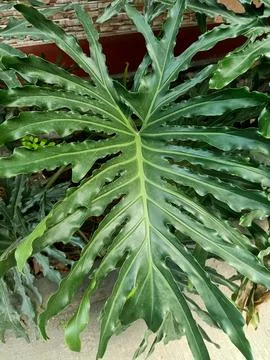 Split-Leaf Philodendron Plant Stock Photos