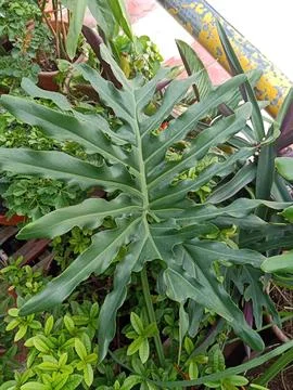 Split-Leaf Philodendron Plant Stock Photos
