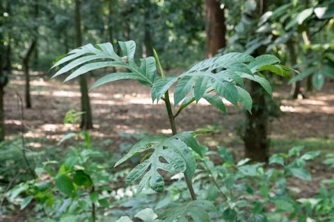 Split Leaf Sapling on Open Tropical Forest Floor Stock Photos