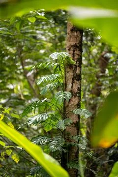 Split-Leaf Tropical Vine Climbing a Forest Tree Stock Photos