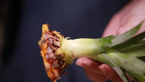 Split the leaves of pineapple and pineapple (3) Stock Footage 202159555