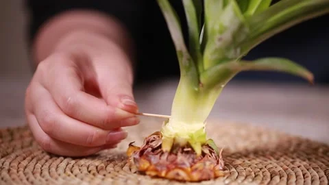 Split the leaves of pineapple and pineapple (4) Video stock 202159557
