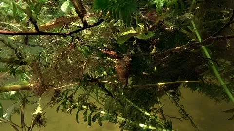 Split Level Crayfish Descent Stock Footage 335738702