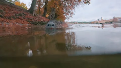 Split level, Curious Coypu swimming closes and looking at camera, with Prague in Video stock 331378287