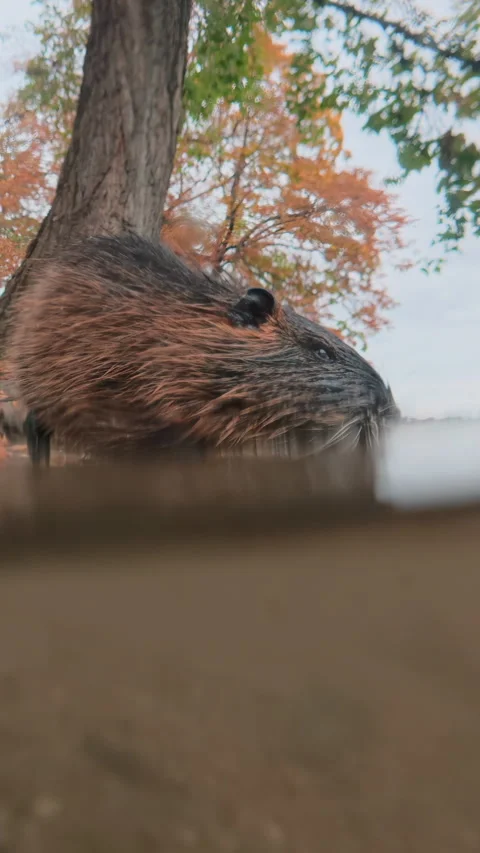 Split level, Nutria walks along Vltava River in shallow water searching for food Stock Footage 325073864