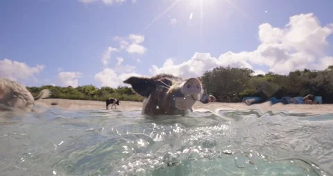 Split level shot of a pig standing in shallow turquoise water along a tropical Stock Footage 334198220