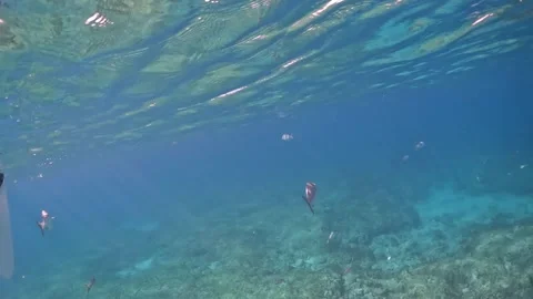Split-level shot of sailboats and tropical fish in the Atlantic Ocean, Varadero, Stock Footage 337227454