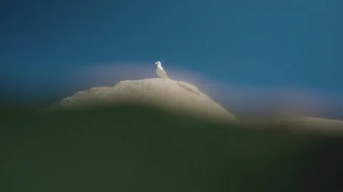 A split level shot showing the ocean current and a seagull perched on top of a Stock Footage 332482257