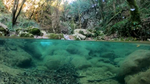 Split Level Underwater View of Calm River Pool and Forest Scenery in Video stock 325771114