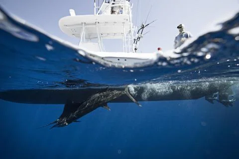 A split level underwater view of a sailfish next to a fishing boat. Foto stock