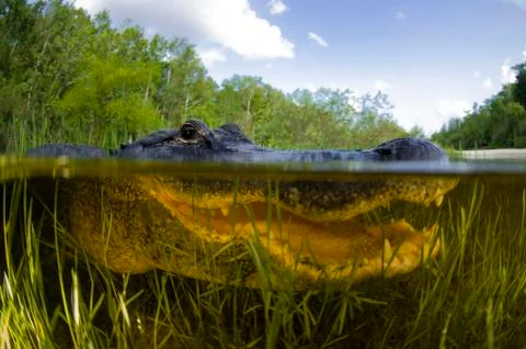 Split level view of an American Alligator, Florida Everglades. Foto stock