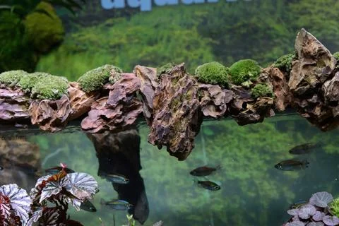Split-level view of a beautifully planted freshwater aquarium Stock Photos
