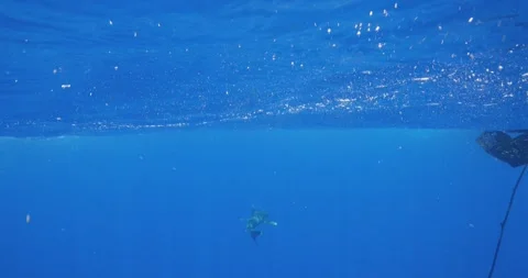Split level view of Oceanic White Tip Shark swimming beneath a boat in deep 스톡 동영상 337228027