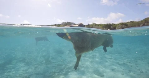 Split level view of a pig swimming underwater in clear tropical ocean with 스톡 동영상 334201230