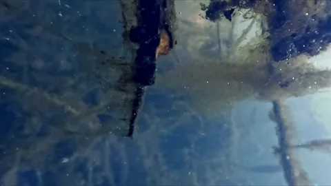 Split level view of river showing both surface and underwater debris with o.. Video stock 334788522