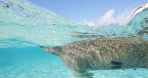 Split level view of a swimming pig in clear turquoise Bahamas water near the Video stock 334252139