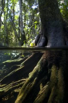 A split-level view of a tree growing out of the Crystal River. Foto stock
