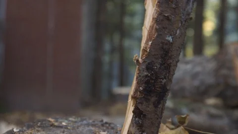 Split Log Falls Over After Delay 库存影片 117633541