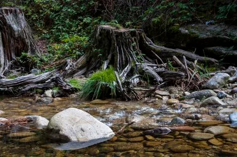 Split logs next to the river Stock Photos