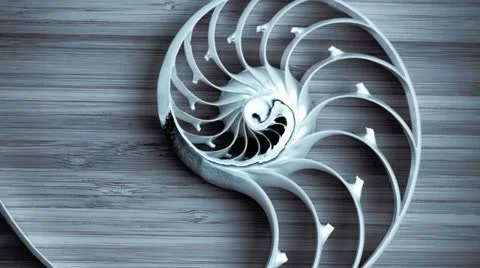 Split nautilus shell on a bamboo board Stock Footage 21316427
