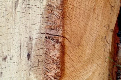 Split Oak Cross Section Edge Stock Photos