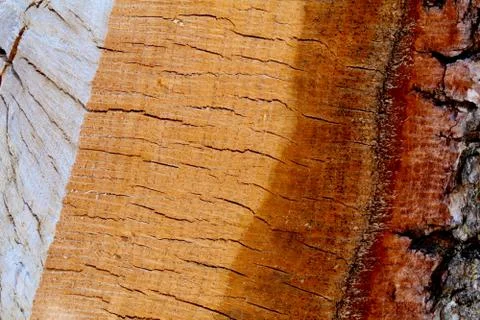 Split Oak Cross Section Stock Photos
