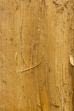 Split oak log tester with fibers Stock Photos