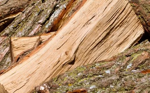 Split Oak Stock Photos