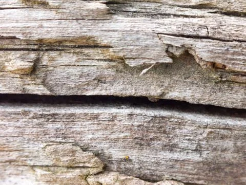 Split old bark close up background texture Stock Photos