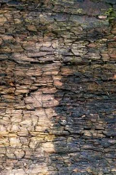 Split the old tree Foto stock