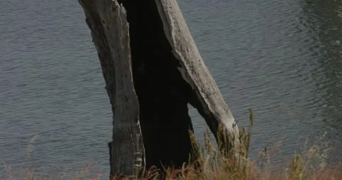 Split Old Trun, Water In Background Stock Footage 331328240