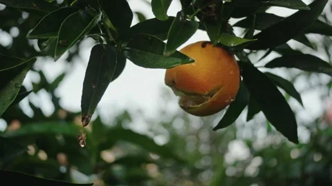 Split open orange hanging on a citrus tree Stock-Footage 295003435