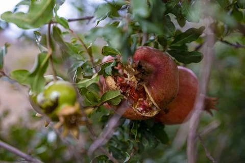 Split Open Ripe Pomegranate Exposed Seeds Hanging on a Tree Stock Photos