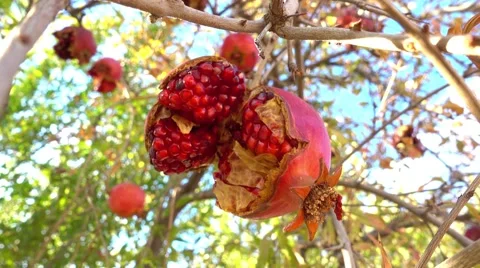 Split overripe pomegranate on tree Stock Footage 68313254